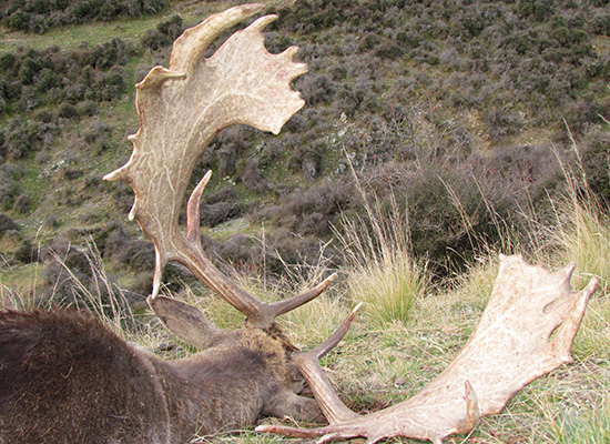 Fallow