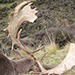 Fallow