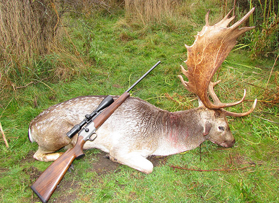 Fallow hunting
