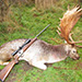 Fallow hunting