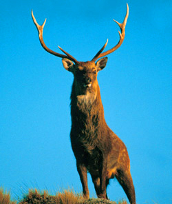 sika deer