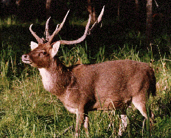 rusa deer